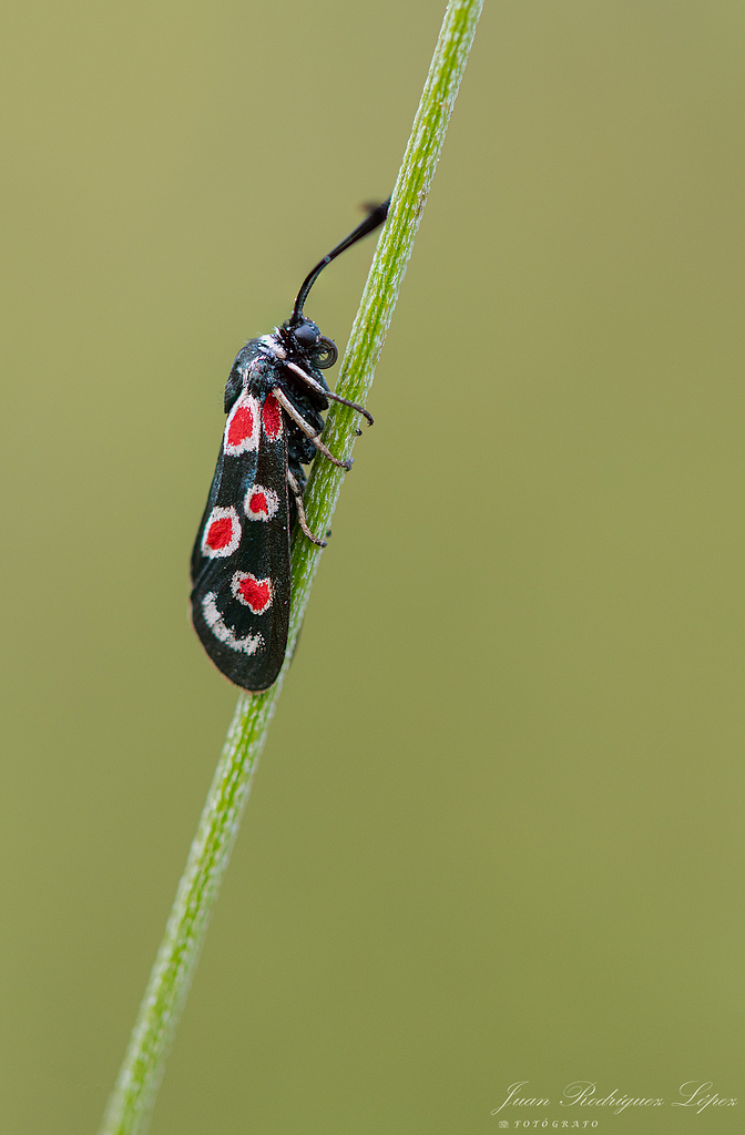 Cygaena