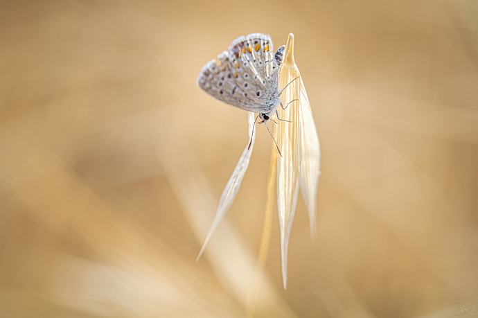 _6200090 1p
