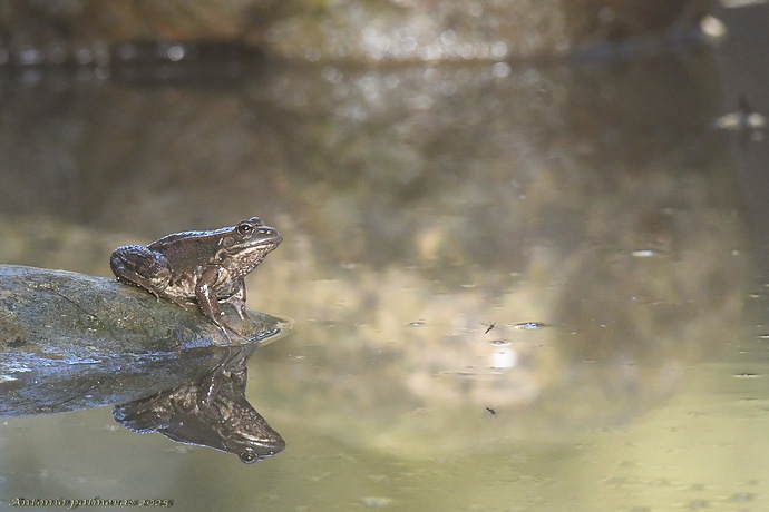 La rana y el mosquito