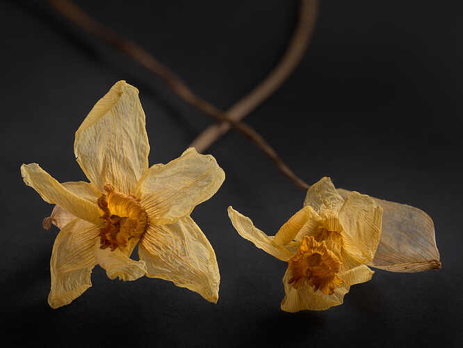 Daffodils_01
