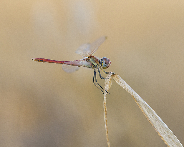 Sympetrum_01