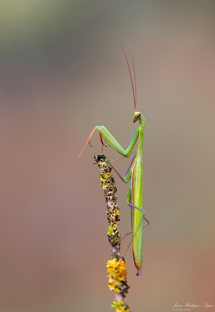 Mantis