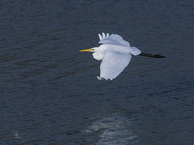 P3135012-Ardea Aalba-2