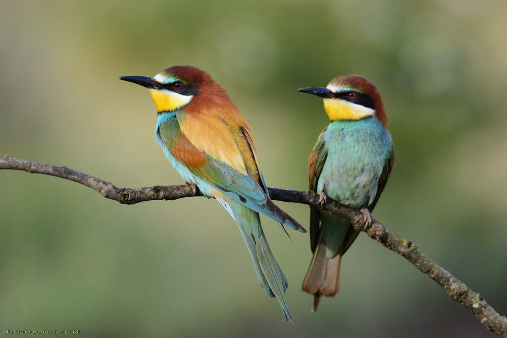 Pareja abejarucos