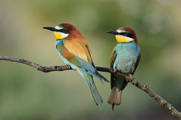 pareja abejarucos