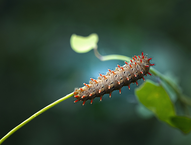 oruga copia
