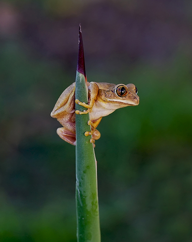 DSC05487largeod - copia