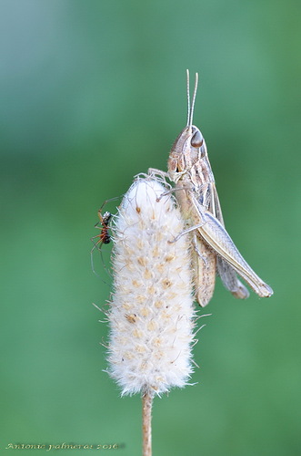 Saltamontes y la araña