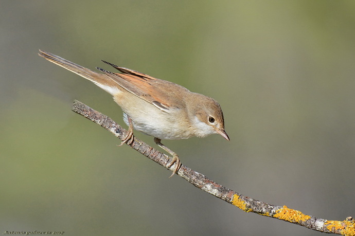 Curruca zarcera (Sylvia communis) 3