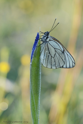 Aporia crataegi