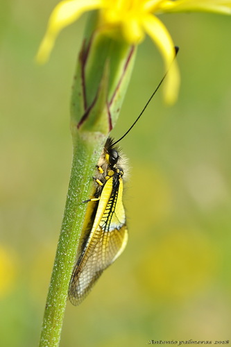 libelloides