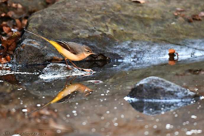 Lavandera cascadeña (Motacilla cinerea)