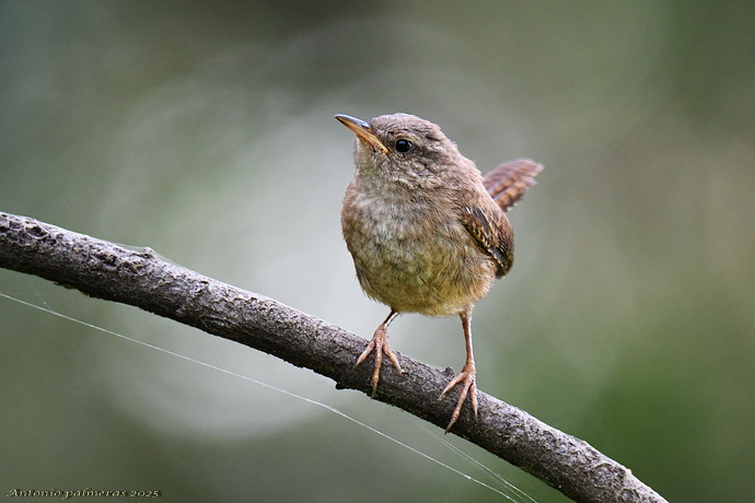 Chochín común (Troglodytes troglodytes)