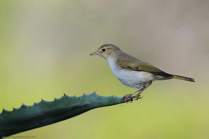Mosquitero papialbo (Phylloscopus bonelli)
