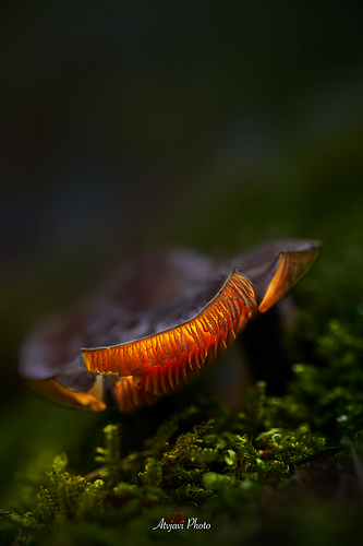 _DSC8517