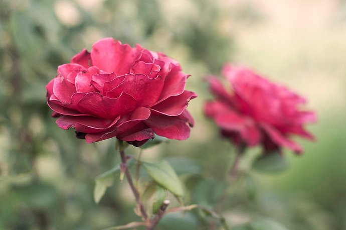 CALAHORRA-2017 ROSA CHINENSIS-000551
