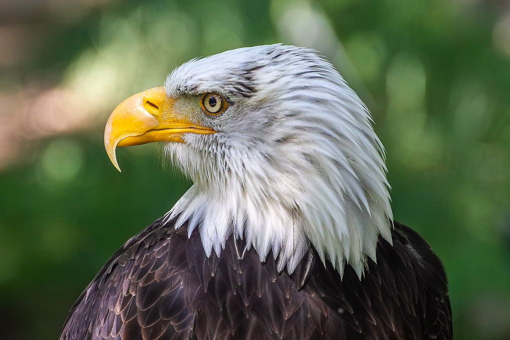 Retrato perfil águila calva