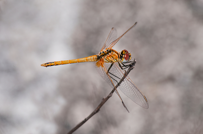 Libélula ( Anisoptera )