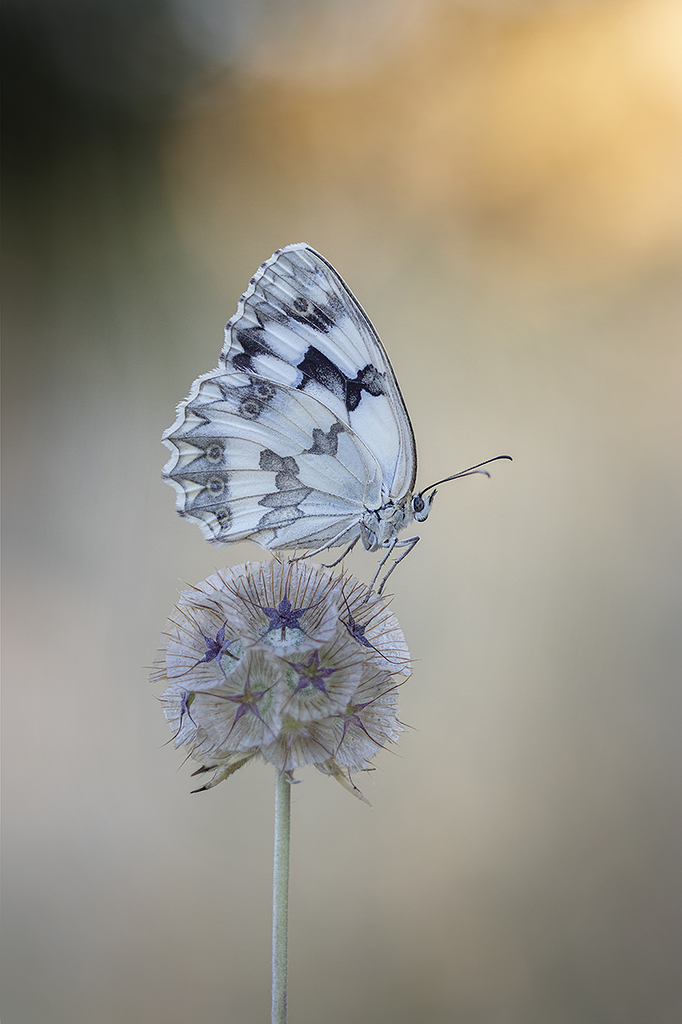 Lomelosia stellata