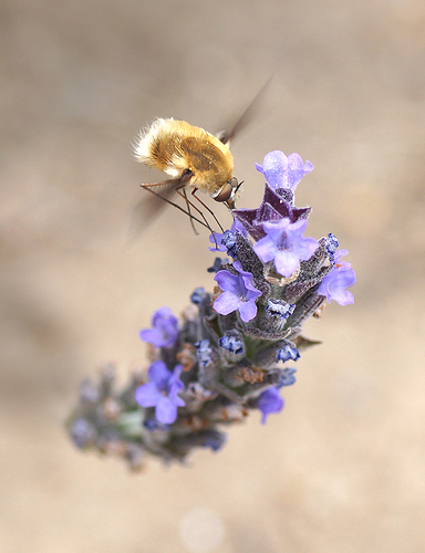 DSC06603fslast largeod -