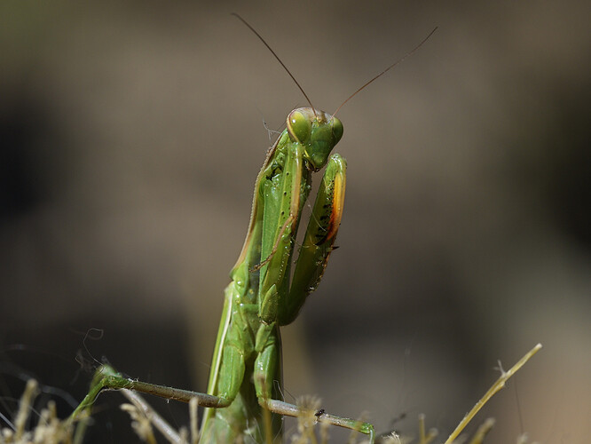 mantis_04
