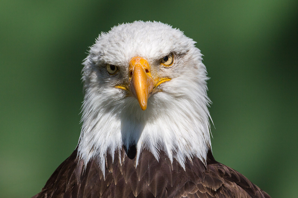 Águila calva