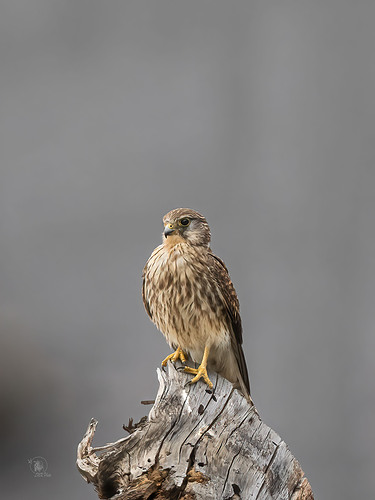 PB012844 Falco Canariensis-2