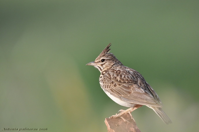 Cogujada común (Galerida cristata)