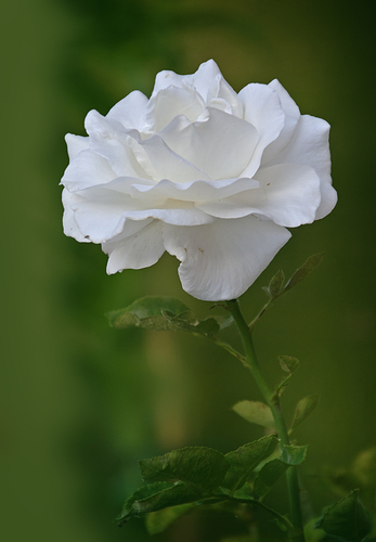 rosa blanca 2