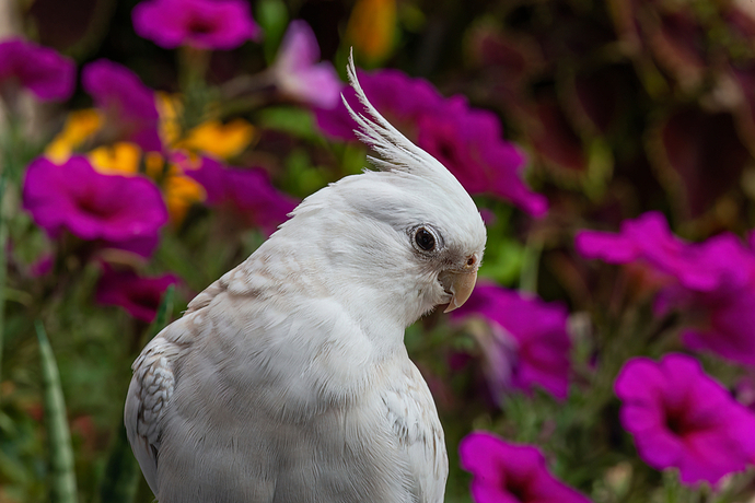 Cacatúa ninfa ( Nymphicus hollandicus