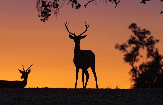 Atardecer en Monfrague-r