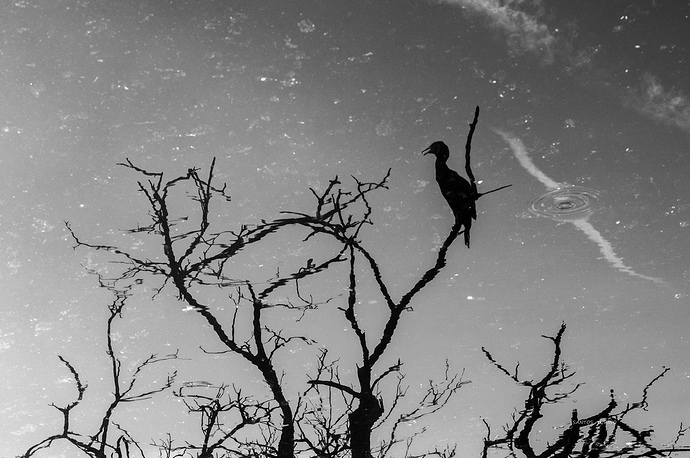 El descanso del cormorán