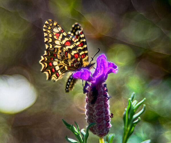 Mariposa-en-flor1