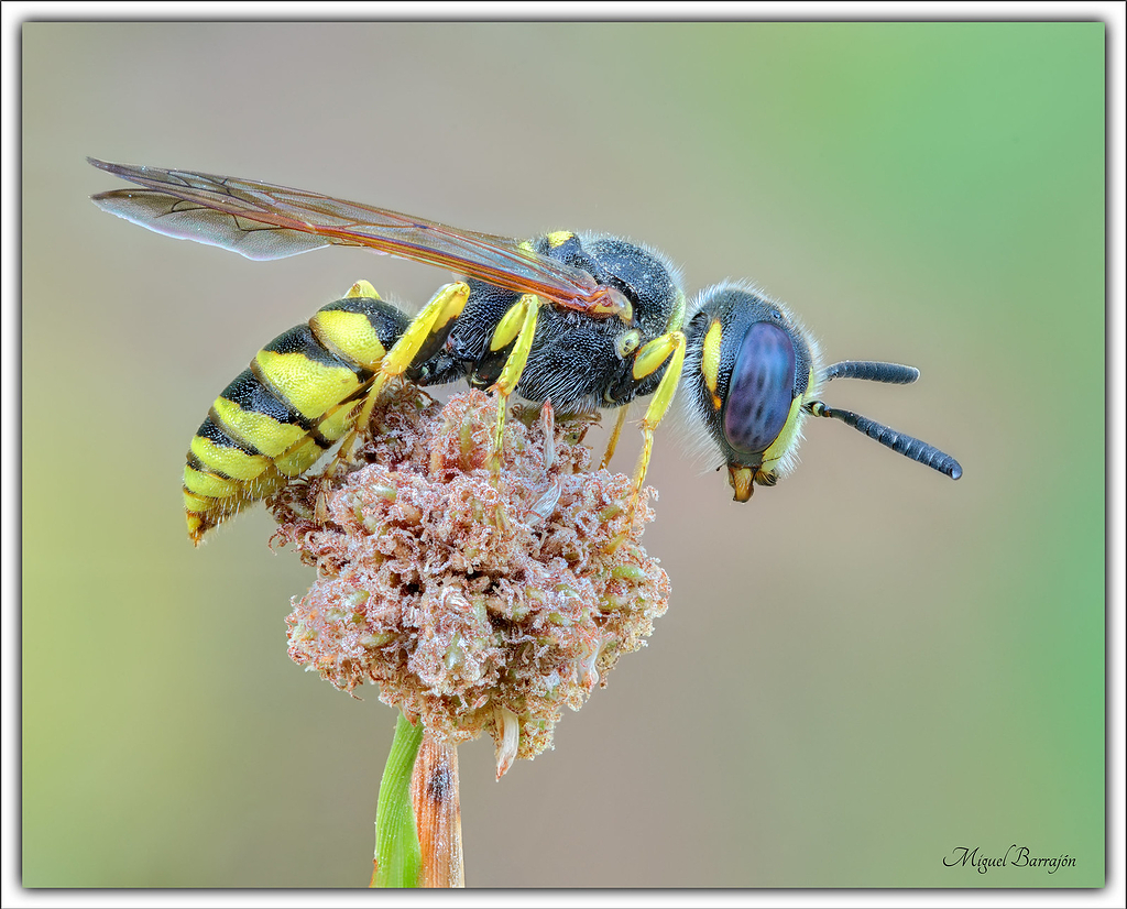 Lobo de abejas