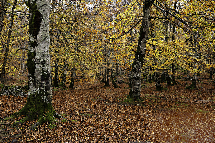 Bosque en Urbasa