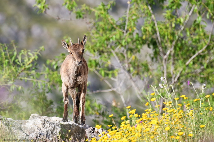 Cabra montes