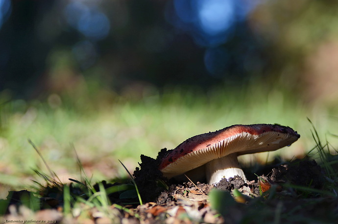 Russula . sp
