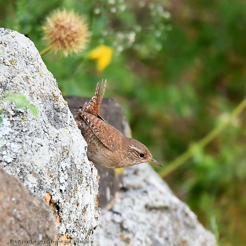 Chochín común (Troglodytes troglodytes)