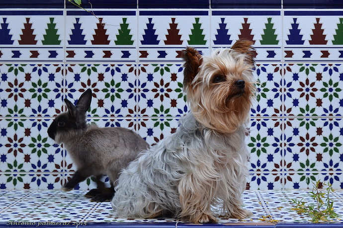 Dado y yeivi