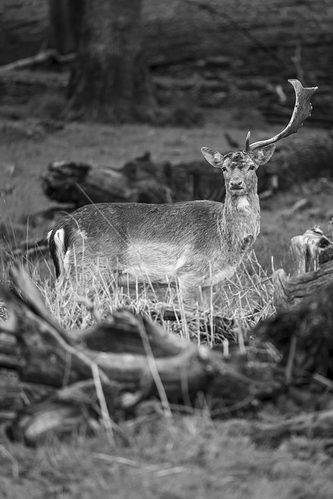 Gamo