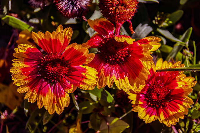 IMG_9921-Mejorado-NR