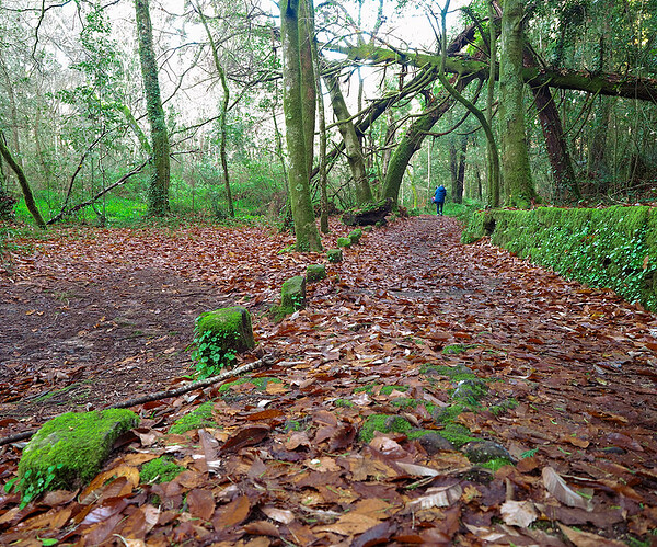 El camino del bosque