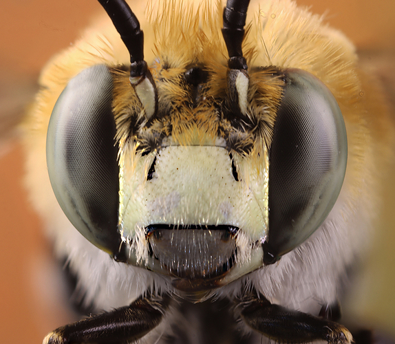 3154-3284 3243-3250 bfsokokLARGE