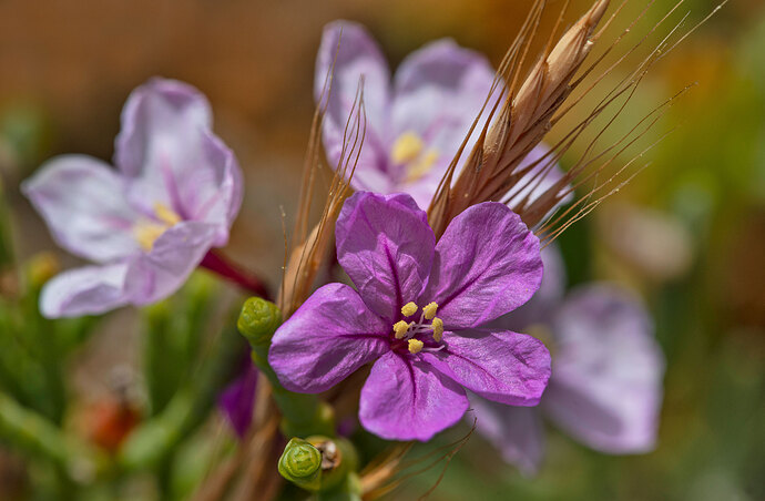 Limoniastrum-monopetalum1