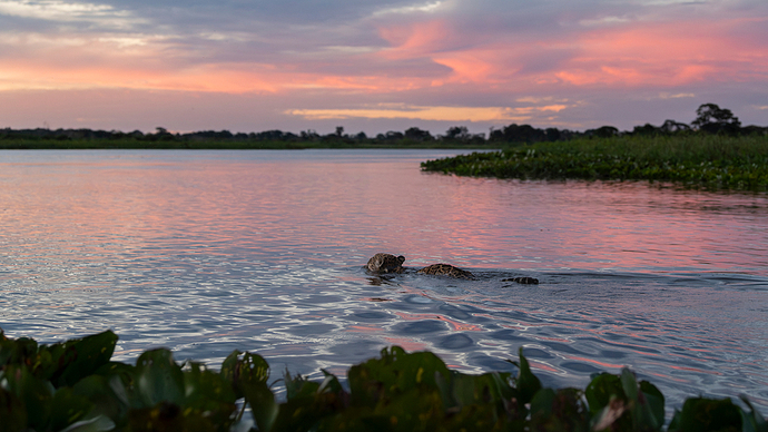 Pantanal 2 LG Br 05_25