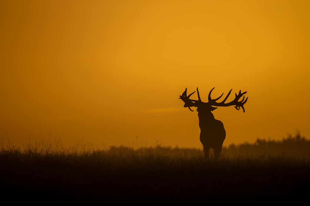Cervus Elaphus - La Serie