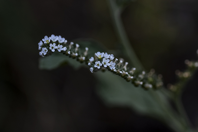 Gusano floral