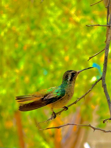 Esta hermosa especie es especialmente única porque es endémica de la península de Baja California, lo que significa que no se encuentra de forma natural en ninguna otra parte del mundo.