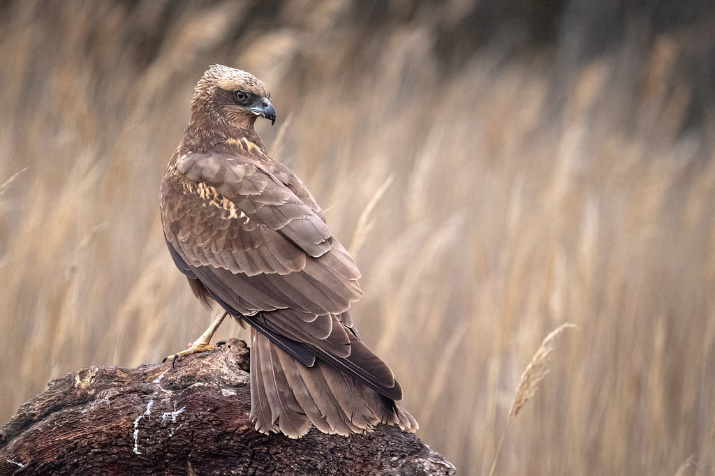 Posando entre las espigas