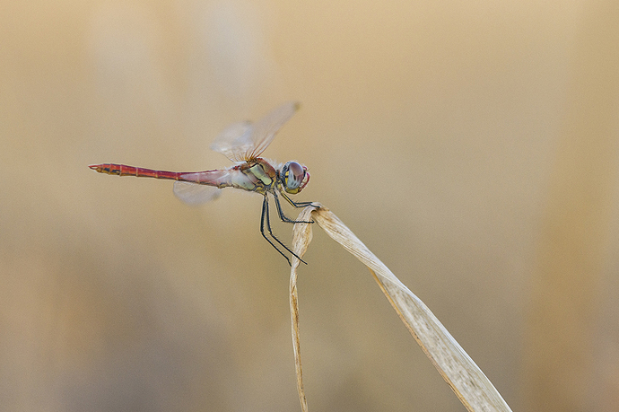 Sympetrum